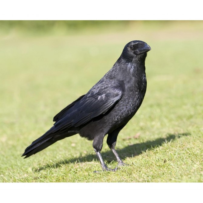 Appeau Corbeau Primos Crow Call