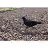 APPELANT PLASTIQUE CORBEAU FLOQUE