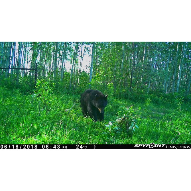 LINK-DARK CAMÉRA DE CHASSE CELLULAIRE