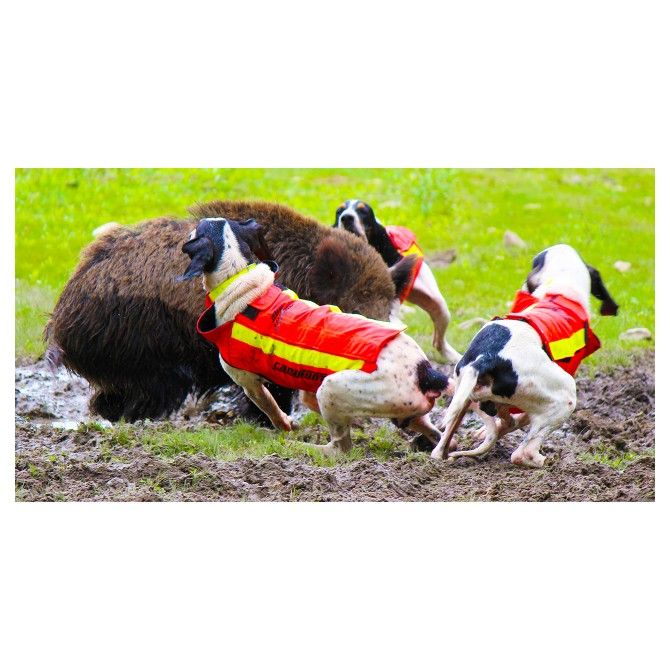 DOG ARMOR V2 - GILET DE PROTECTION CANIHUNT