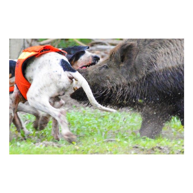 DOG ARMOR V2 - GILET DE PROTECTION CANIHUNT