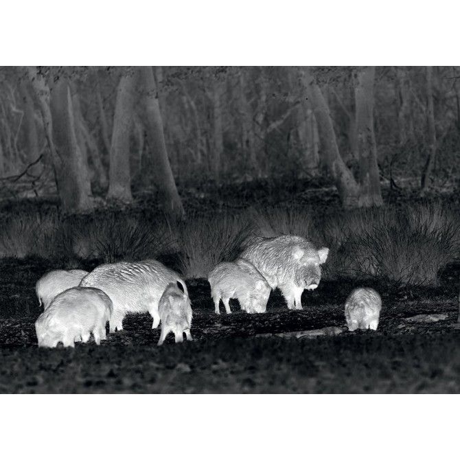 Lunette GPO Spectra Ti35 - Vision Nocturne - Zoom numérique - Capteur thermique VOx